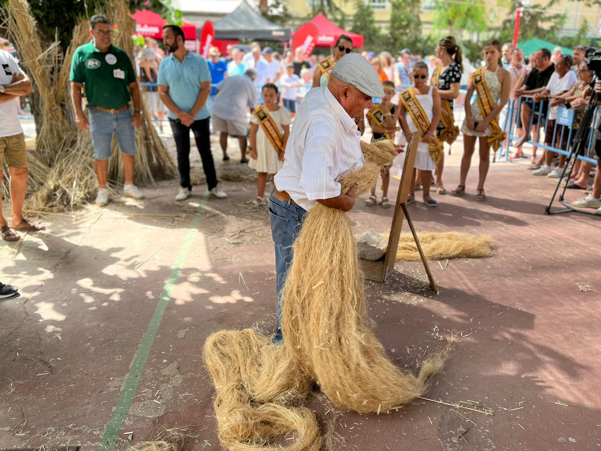 Callosa demuestra que el cáñamo es un cultivo tradicional y de futuro