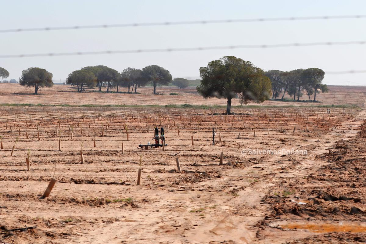 Cultivo, pozo y lo que queda de un pinar en Doñana.