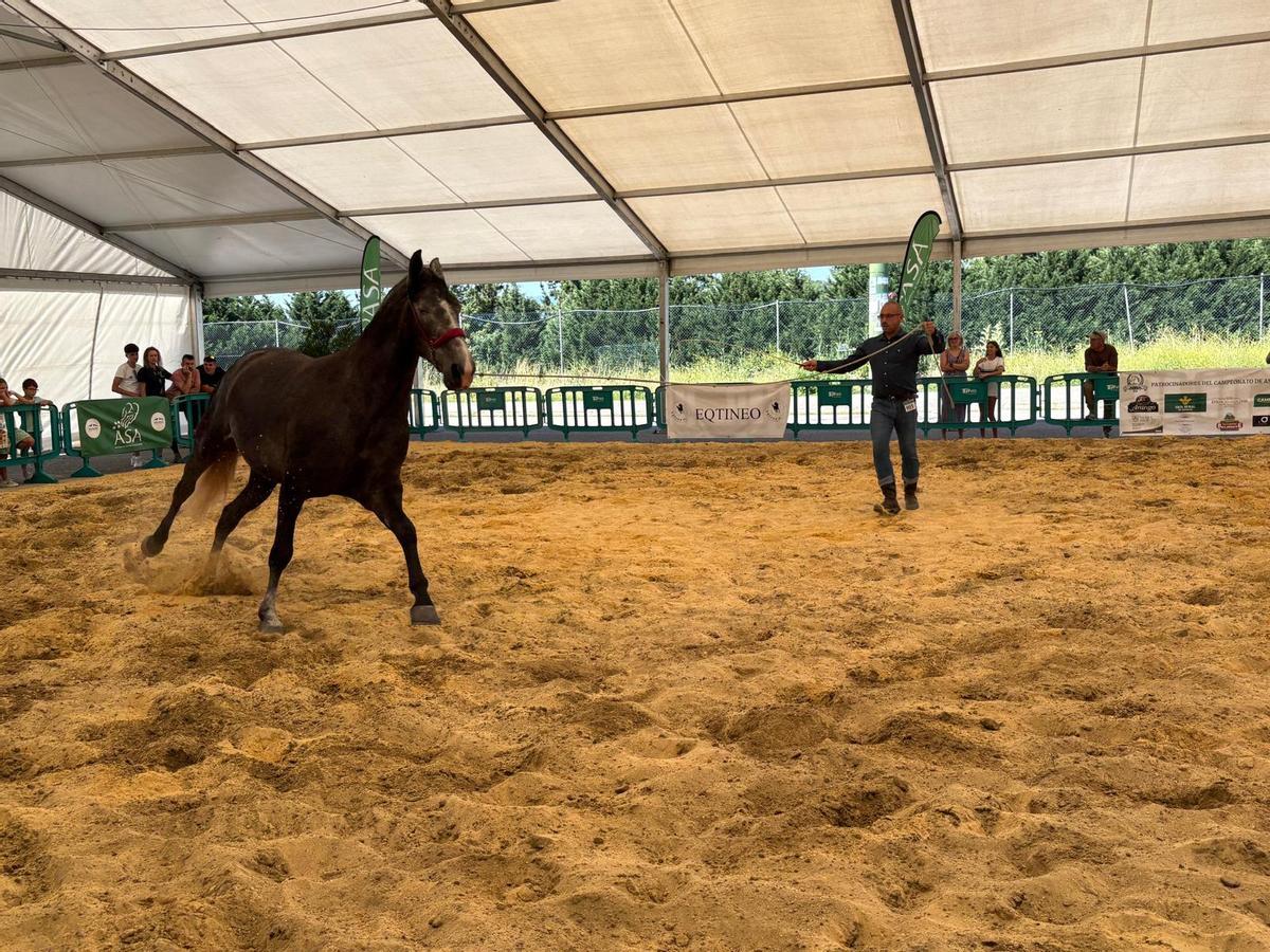 Tineo reúne a los mejores ejemplares de pura raza española y cruzados en su concurso caballar