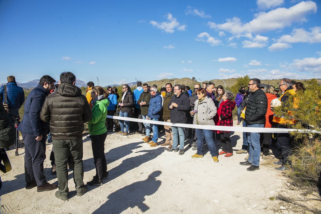 Las imágenes de la llegada de tres ejemplares de lince ibérico a las montañas de Lorca