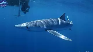 "No hay más tiburones, hay más móviles": 5 mitos sobre avistamientos en las playas catalanas