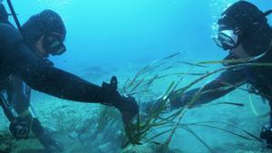 Día de los Océanos: en 2050 habrá más toneladas de plástico que peces en el mar