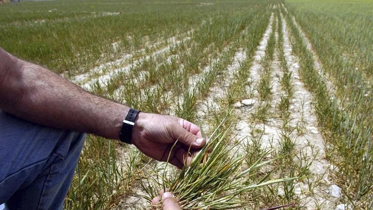 Un agricultor muestra los efectos de la falta de una infraestructura de agua en Tierra de Barros.