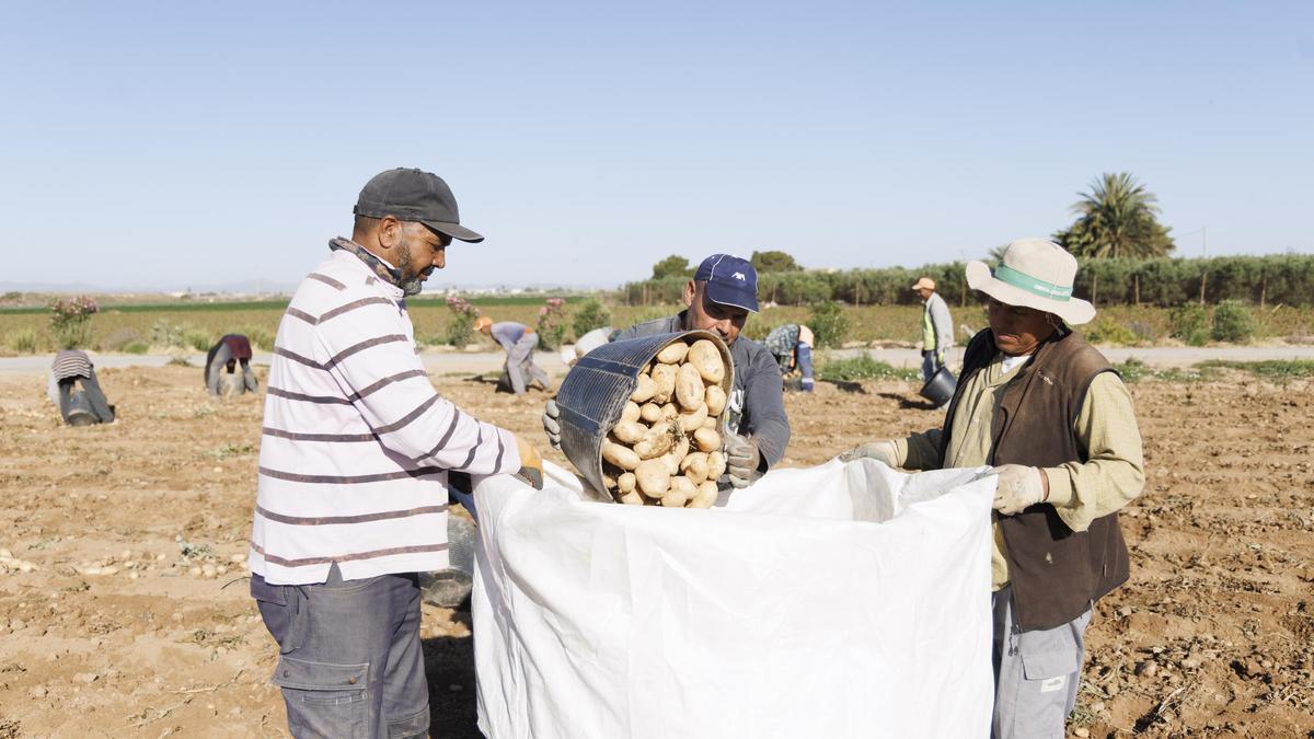 Recogida de patata en un campo de Cartagena.