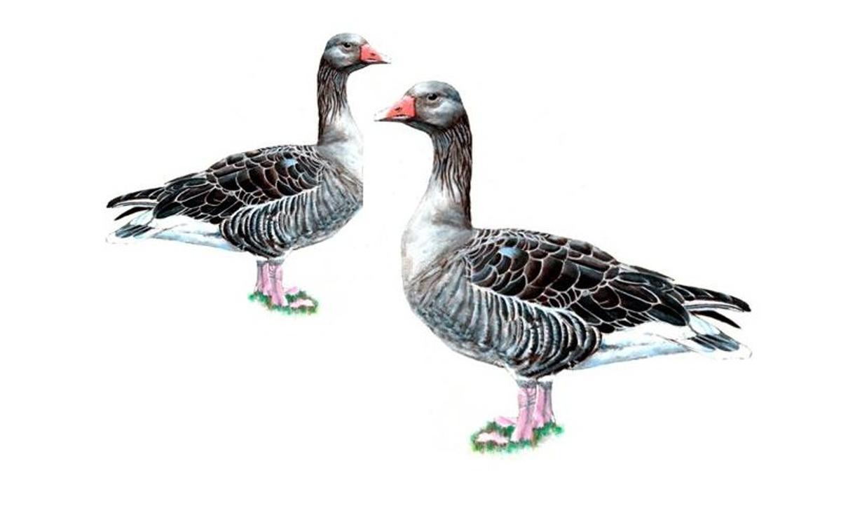 El ánsar común también inverna en O Grove.