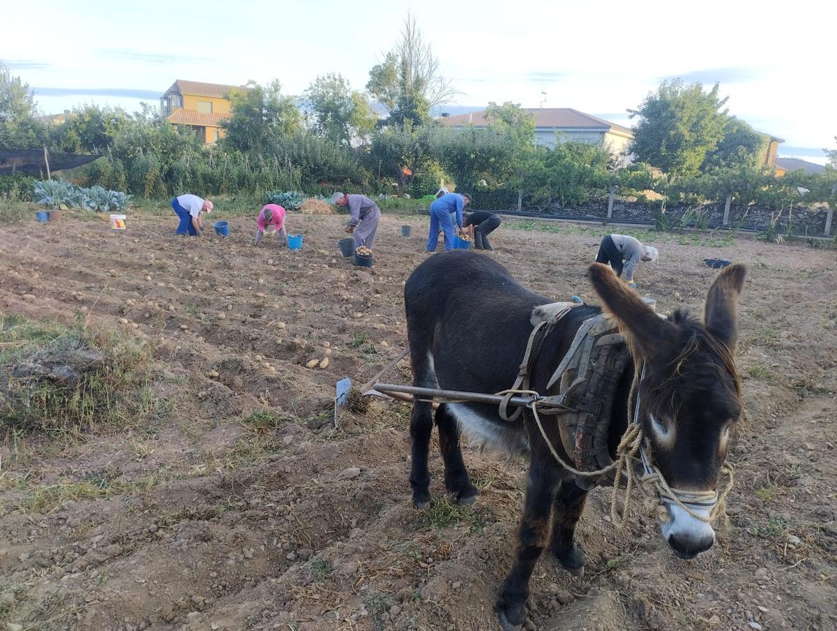 El burro Panta colabora con esta familia de Tola en la recolección de la patata.