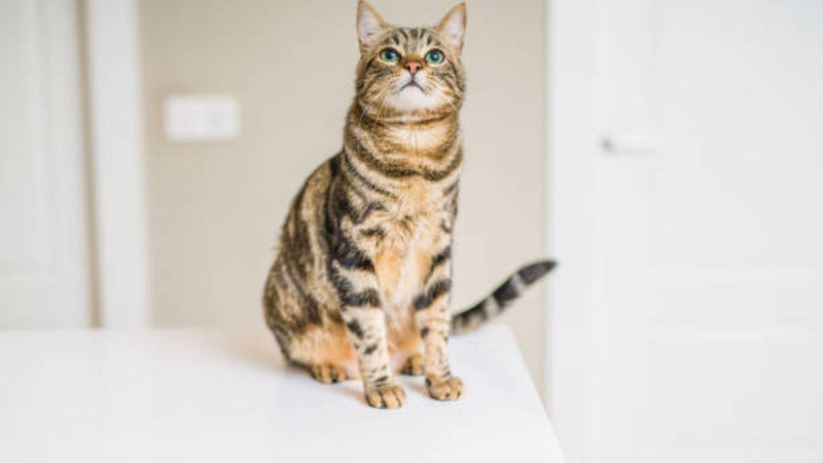 Truco viral para que te gato no se suba a la mesa