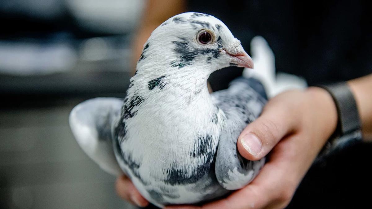 Las palomas también sueñan mientras duermen.