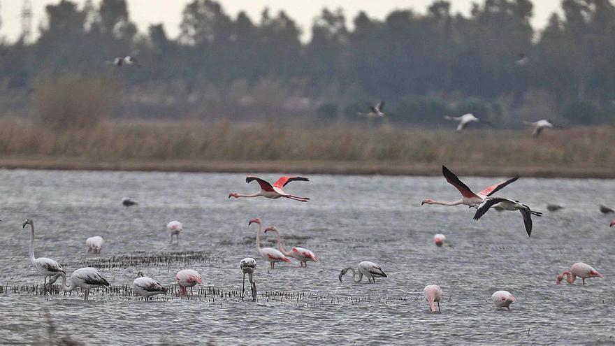 Flamencos en el entorno del lago de l’Albufera en una imagen de principios de mes. | JOSÉ MANUEL LÓPEZ