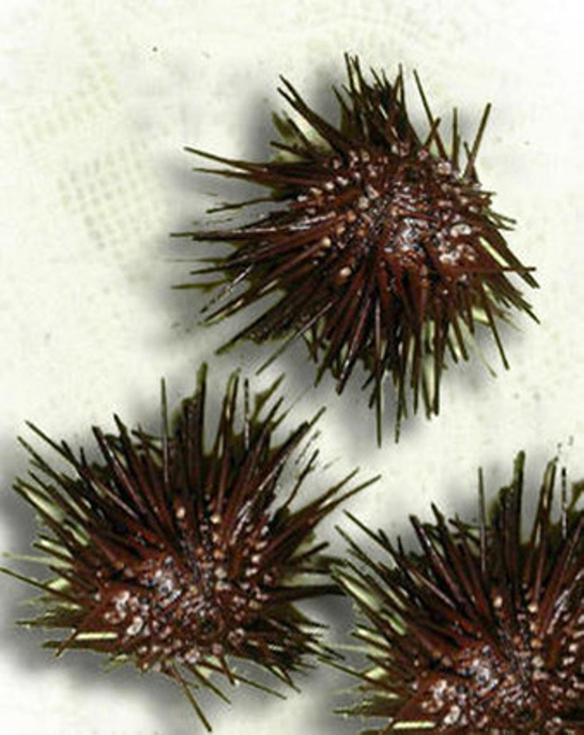 Erizos de mar.