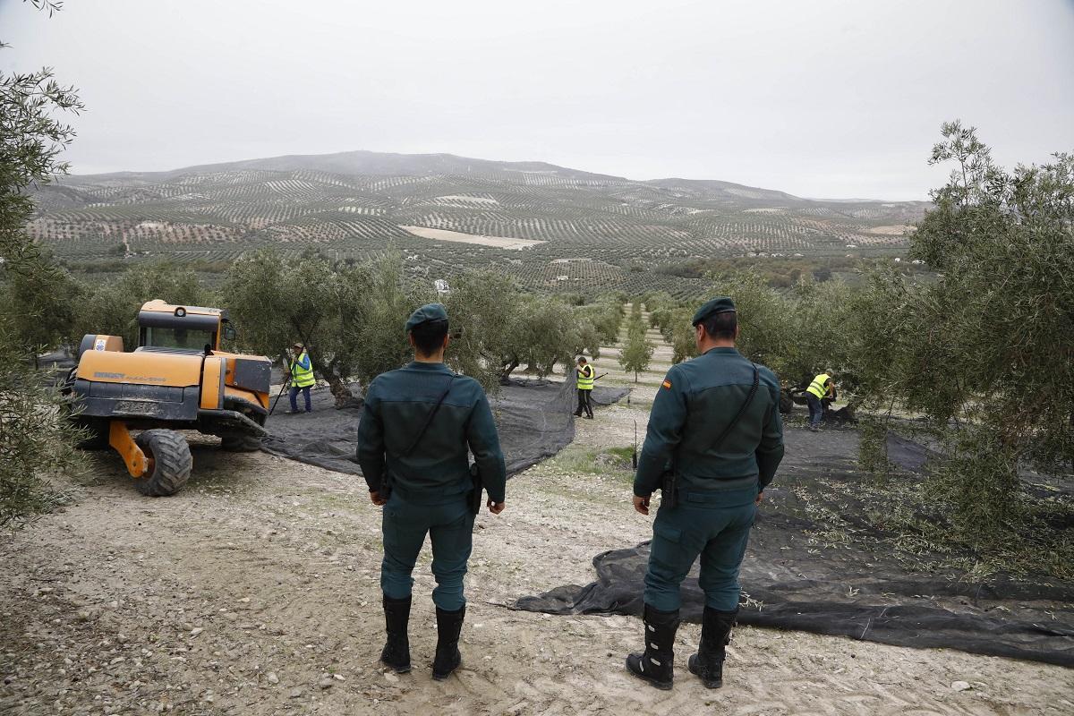 Agentes de la Guardia Civil observan los trabajos de la recolección de aceituna en una finca de Baena.