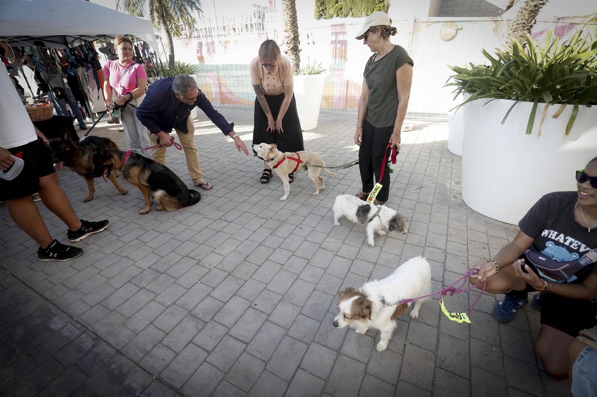 FOTOS | Desfile de Peluditos: Varios perros de Son Reus buscan un hogar