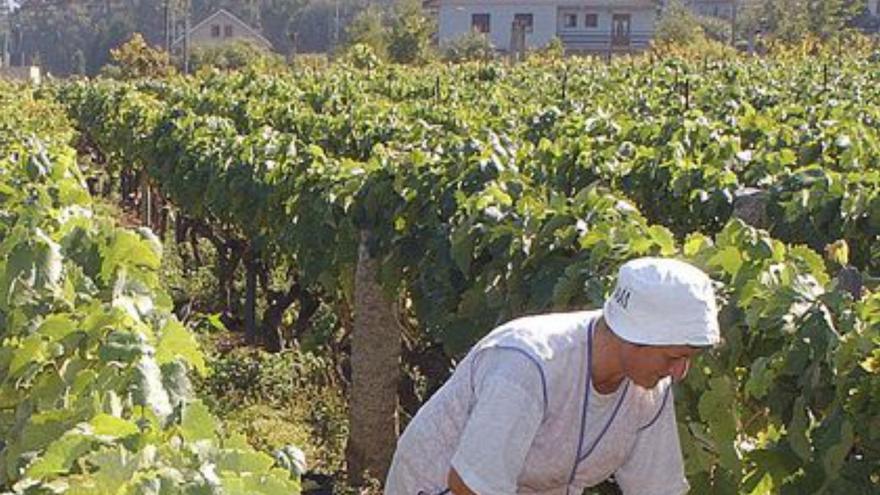 Viñedos en la provincia. | FdV