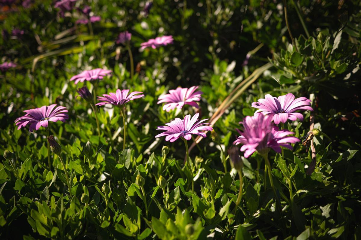 Finca Mar y Sol promueve la agricultura ecológica.