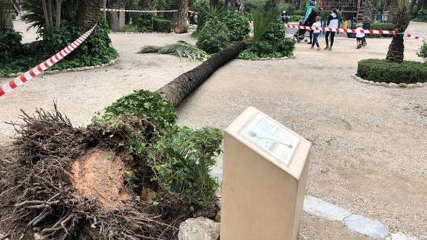 La Palmera del Colom, cuya caída obligó ayer a acordonar la zona, por seguridad, junto al área de juegos infantiles.