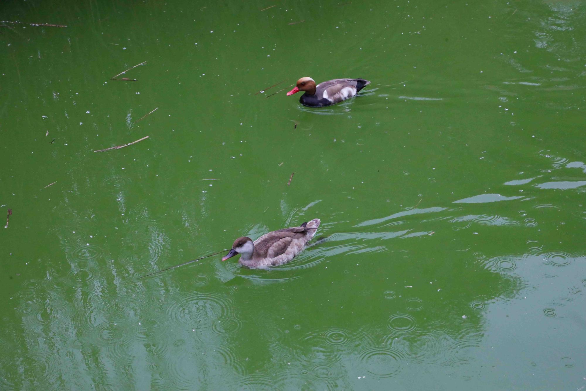 Agua teñida de verde en el Parque de Cabecera