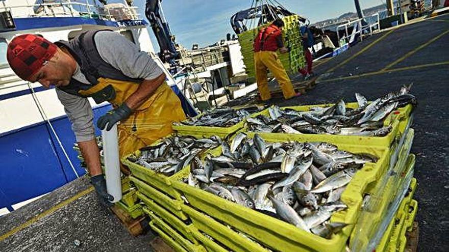 Pescadores descargan jurel en un puerto gallego.