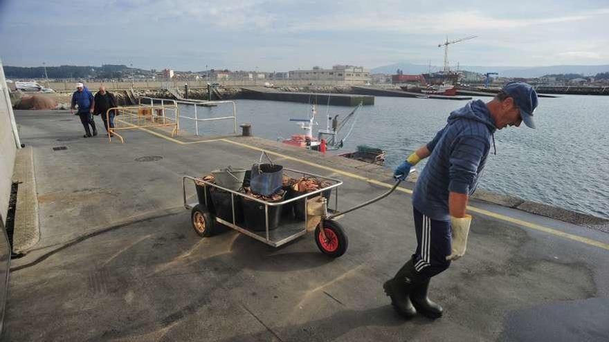 Un pescador arrastra un carro con vieiras en la pasada campaña de Cambados. // Iñaki Abella