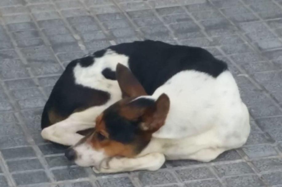 Buscan al dueño de un perro perdido en Siete Palmas