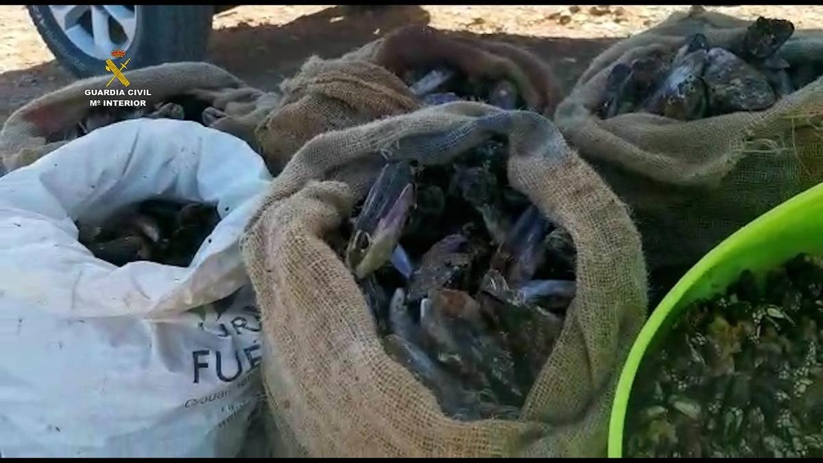 La Guardia Civil denuncia a tres personas por capturar 250 Kg de mejillones en época de veda en Fuerteventura