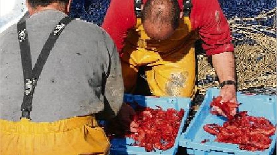 Pescadors seleccionant i ordenant gambes en caixes després d&#039;arribar a port a Palamós.