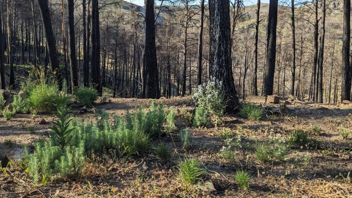 Pequeños pinos han empezado a brotar en la zona quemada el año pasado. Foto tomada en un paraje situado entre Bejís y Teresa. | B. RUIZ
