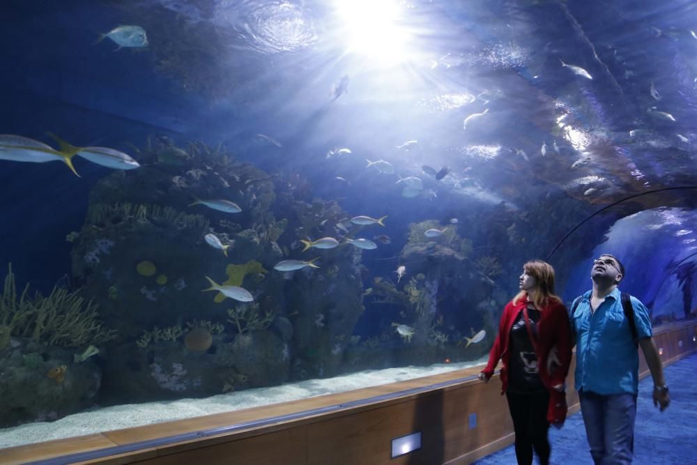 Inauguración del nuevo Oceanogràfic