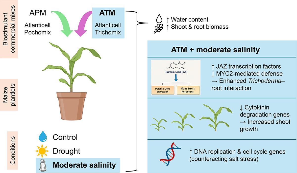 La investigación parte de una realidad cada vez más visible en el campo: la subida del nivel del mar favorece la entrada de agua salada en los acuíferos, mientras que las sequías obligan a utilizar aguas de riego de peor calidad