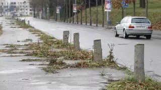 Talen una vintena d’arbres exòtics invasors molt nocius de l’avinguda Lluís Pericot de Girona