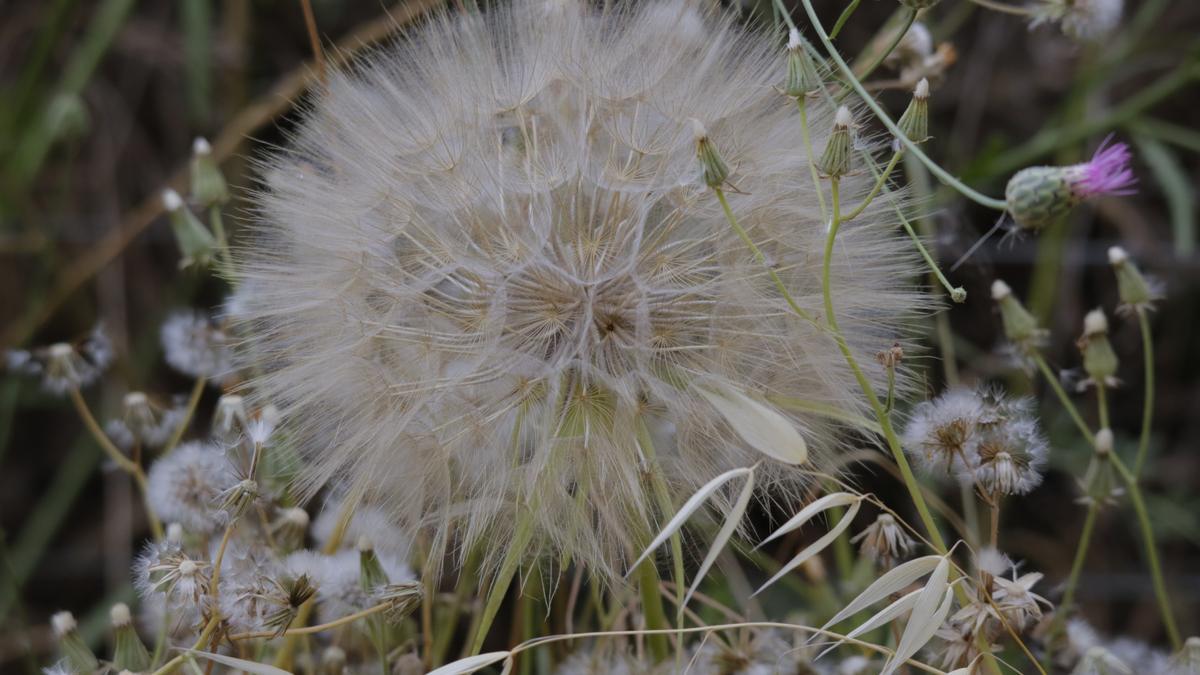 El diente de león, una planta medicinal herbácea perenne.