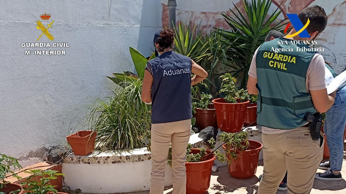 Tres detenidos por cultivar 298 plantas de marihuana para un club cannábico de Lanzarote