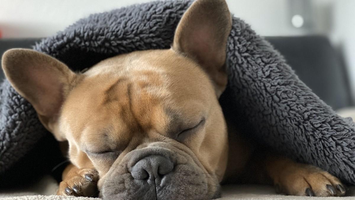Cómo tratar el resfriado de tu perro: Consejos y remedios más efectivos
