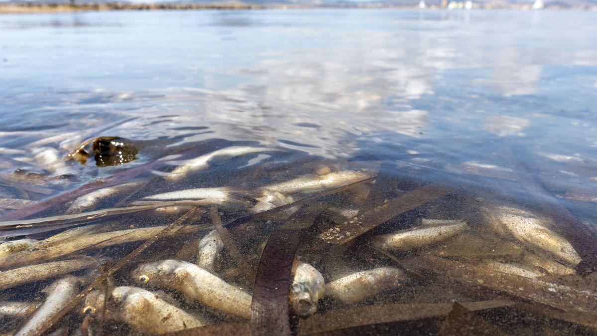El Mar Menor expulsa cinco toneladas de peces muertos.