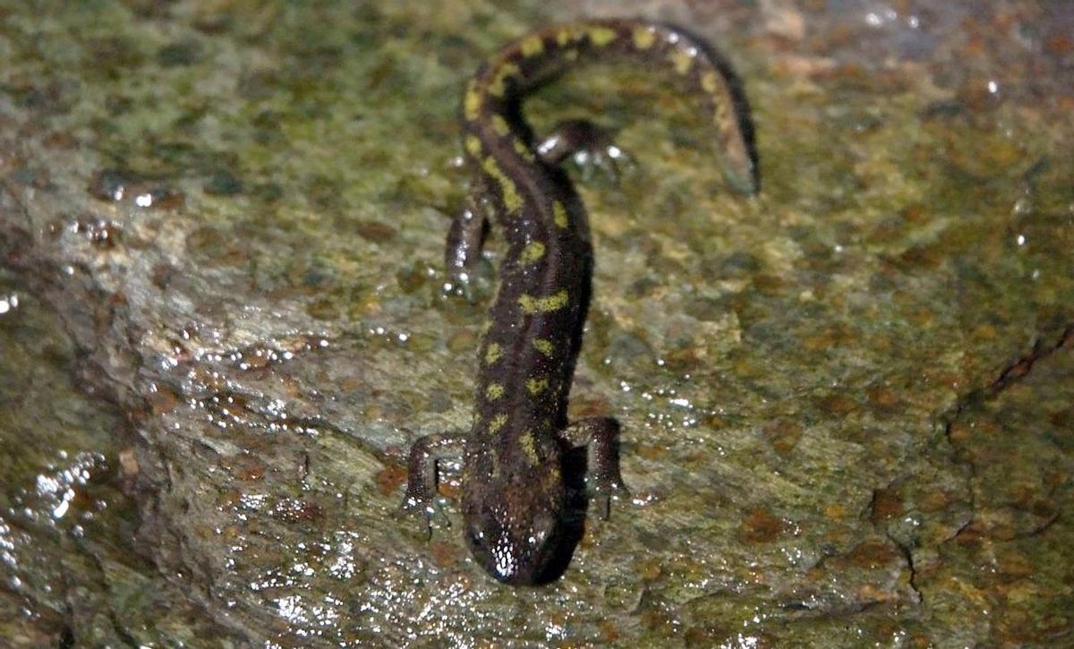 Tritón del Montseny.