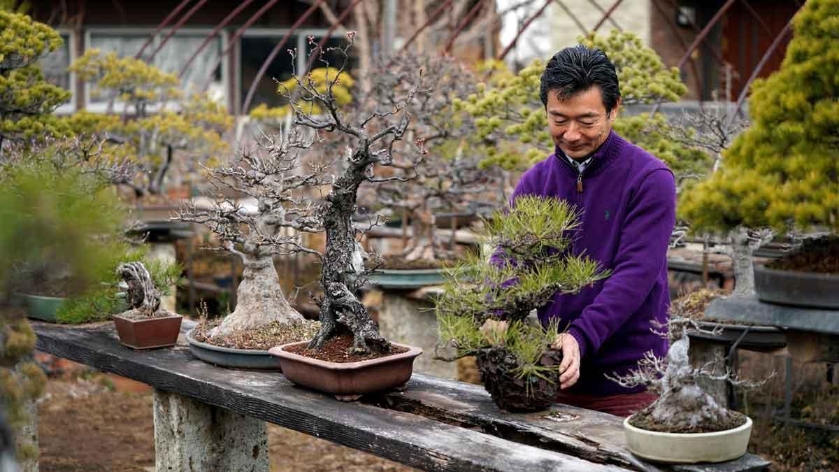 Oleada de robos de bonsáis en Japón