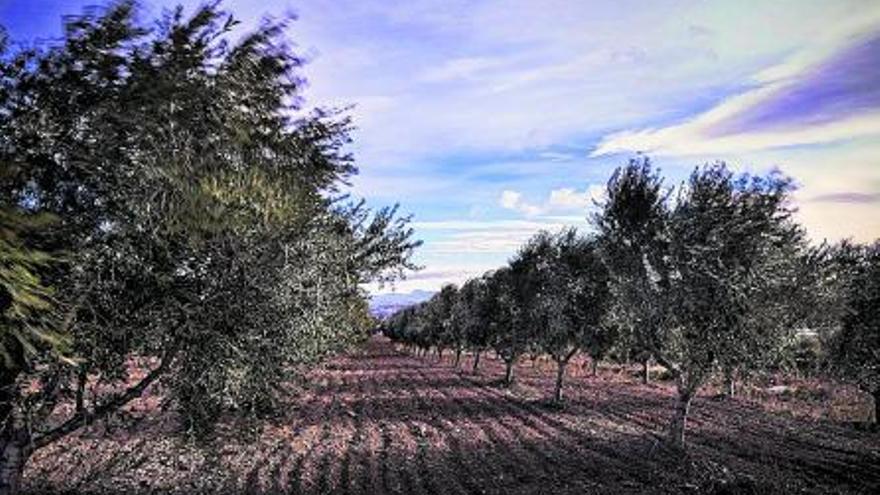 El castillo de Canena da  
nombre a uno de los  
mejores aceites del
mundo.