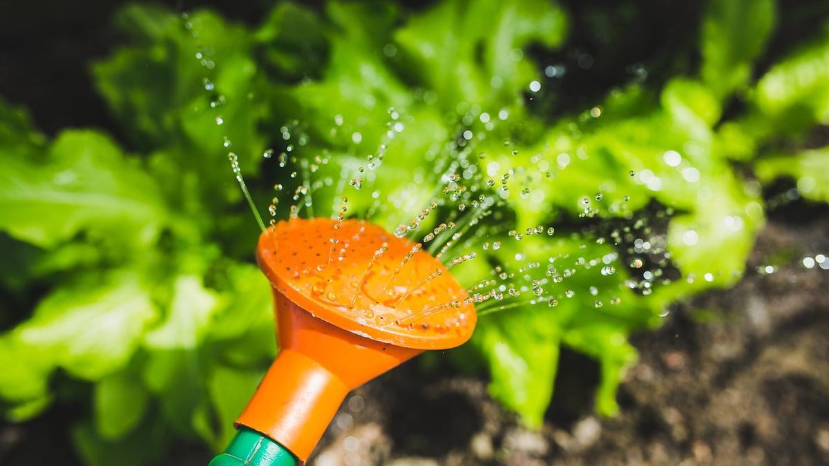 Agua de arroz para las plantas: el secreto mejor guardado de los jardineros.