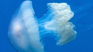 Aparece una medusa de un metro y alrededor de 40 kilos en una playa de Ibiza