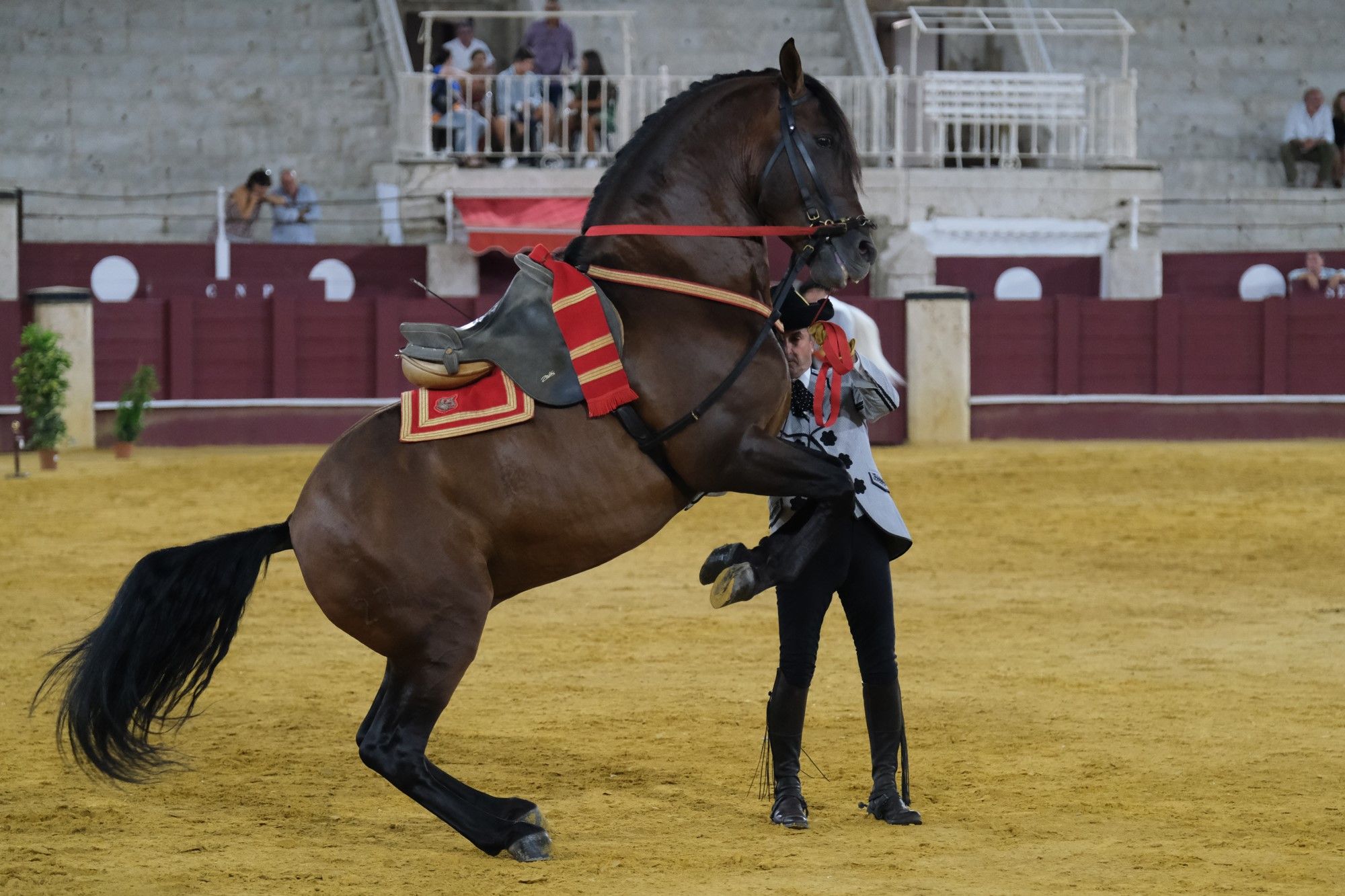 Los caballos andaluces bailan sobre el albero de La Malagueta