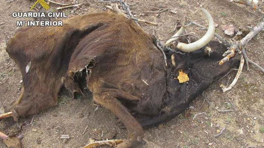 Estado en el que la Guardia Civil encontró una vaca de lidia muerta en la explotación del acusado.