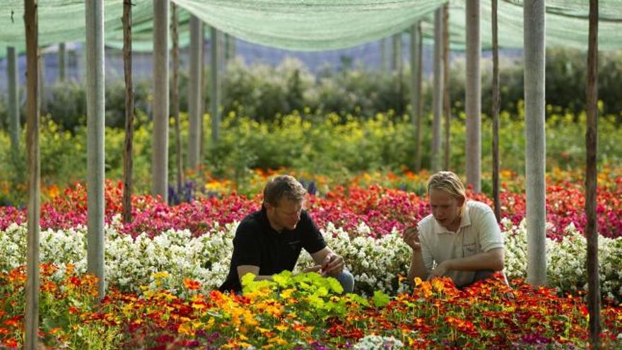 Varios de los trabajadores de la empresa Sabor &amp; Salud, recolectan en uno de sus invernaderos varios tipos de flores comestibles a las que recurren cada vez más los cocineros para introducirlos en los platos y aportar sabores y texturas que sorprendan a los clientes de los restaurantes.