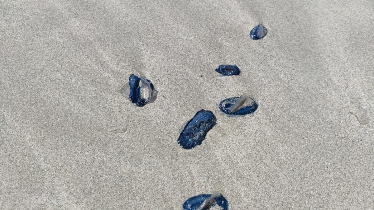 Medusas velero en una playa de Ibiza