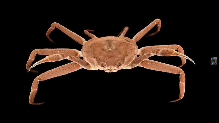 Descubren qué mató a 10.000 millones de cangrejos en Alaska en 2019