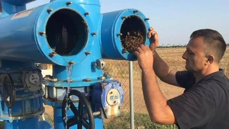 Regantes del Guadiana a su paso por Extremadura revisan los filtros de agua afectados por la almeja asiática, una especie invasora.