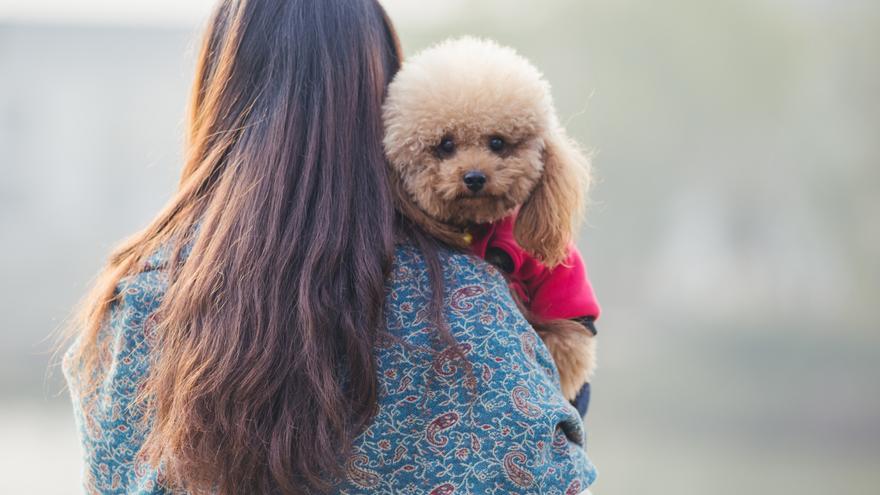 Estas son las razas de perro que menos pelo sueltan