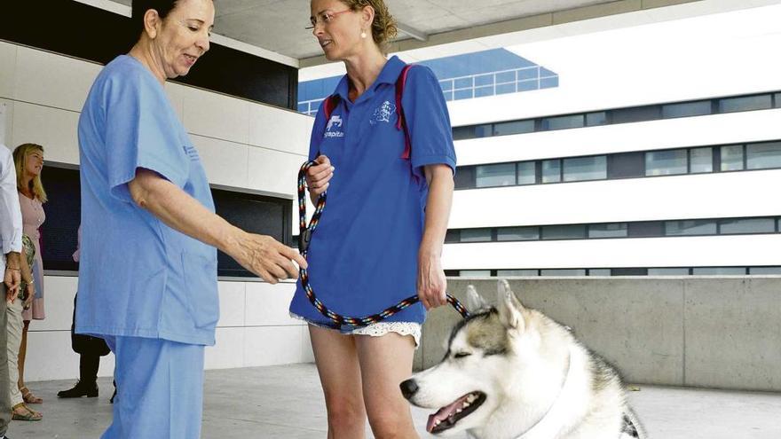 Los pacientes del hospital Can Misses ya reciben la visita de sus perros.