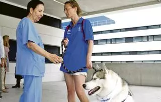Los pacientes del hospital Joan March podrán recibir la visita de sus perros