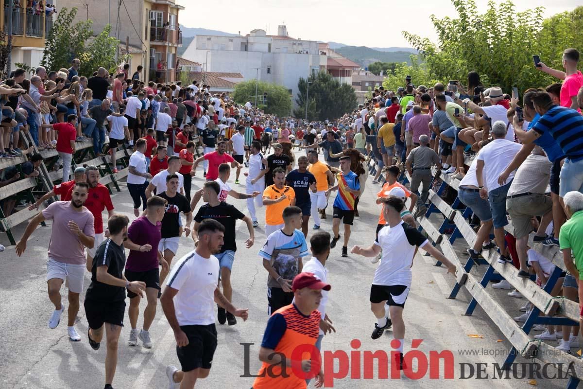 Primer encierro de la Feria del Arroz de Calasparra