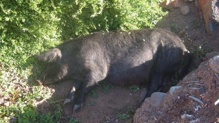 La Policía cree que el animal pudo escaparse de su chiquero