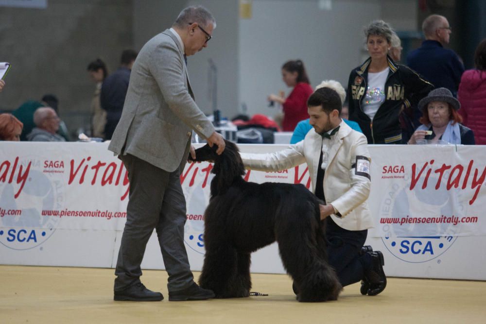 La Mascotada da brillo a Expocachorro